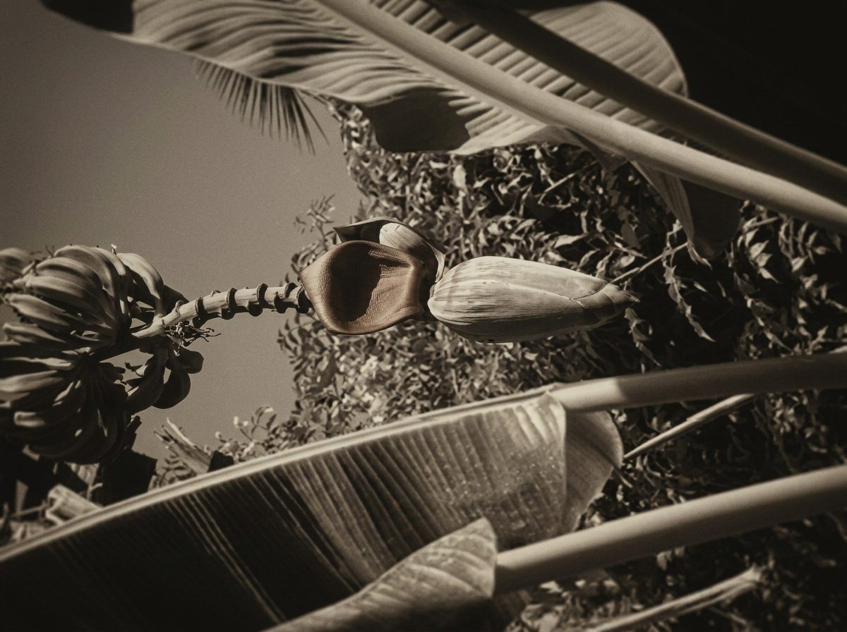 Banana blossom hanging in the night, photographed in black and white with direct flash